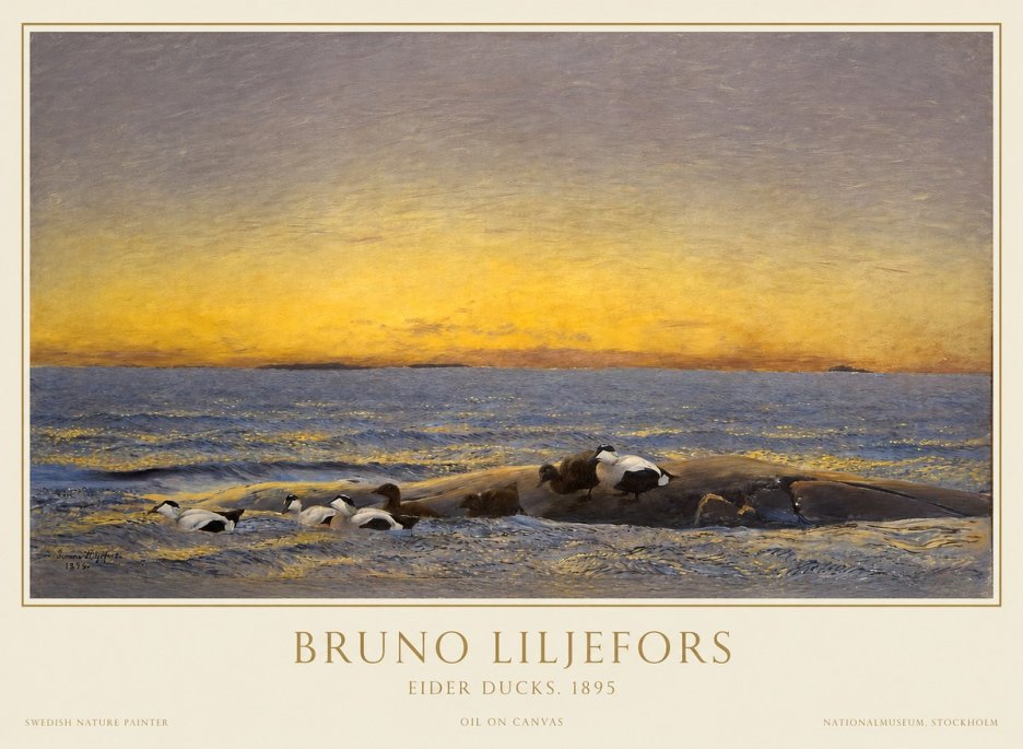 Bruno Liljefors Eider Ducks. 1895 No1 - Póster