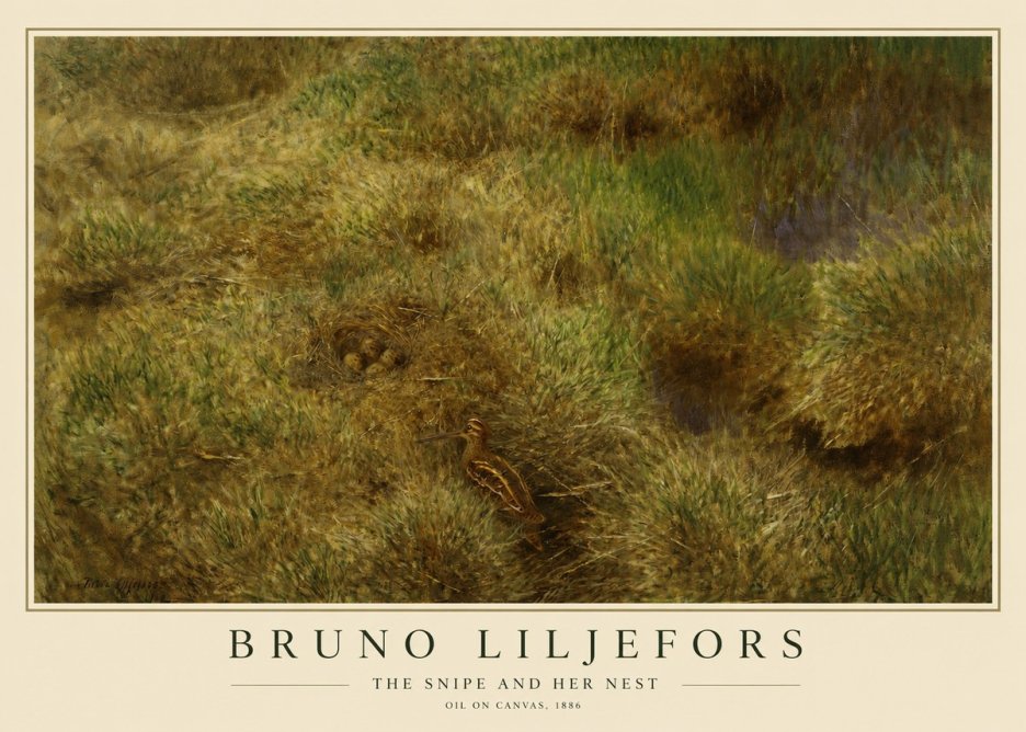 Bruno Liljefors The Snipe and Her Nest No1 - Póster