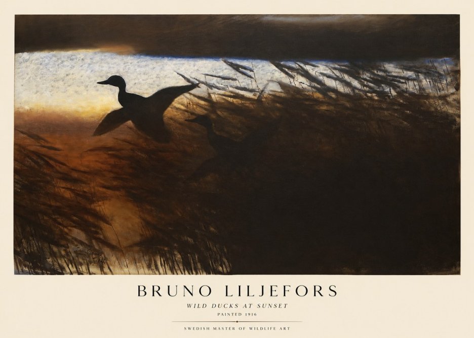 Bruno Liljefors Wild Ducks II No5 - Póster