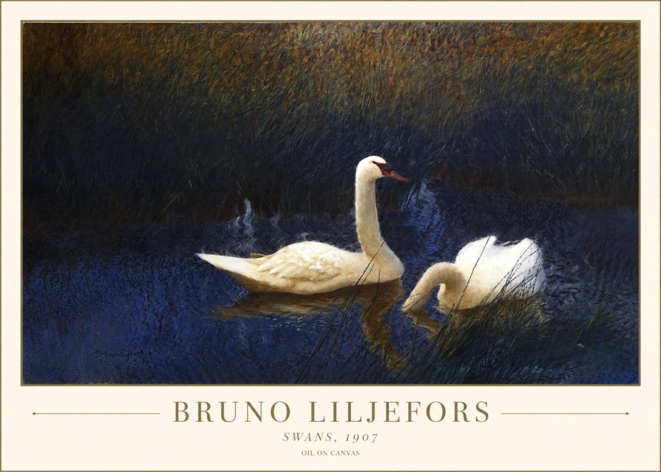 Bruno Liljefors Swans, 1907 No1 - Póster