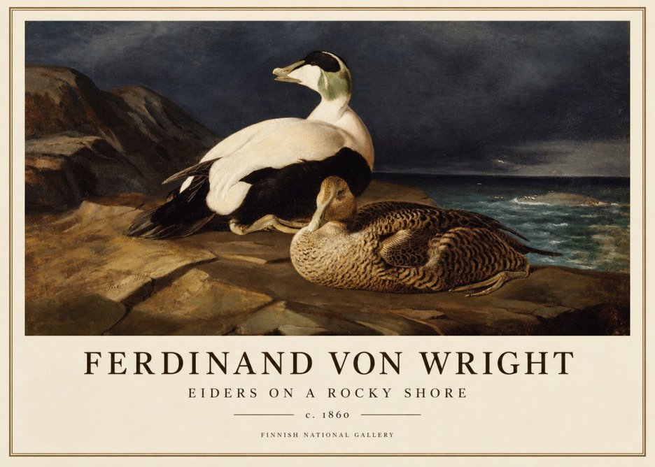Ferdinand von Wright Eiders on a Rocky Shore No1 - Póster