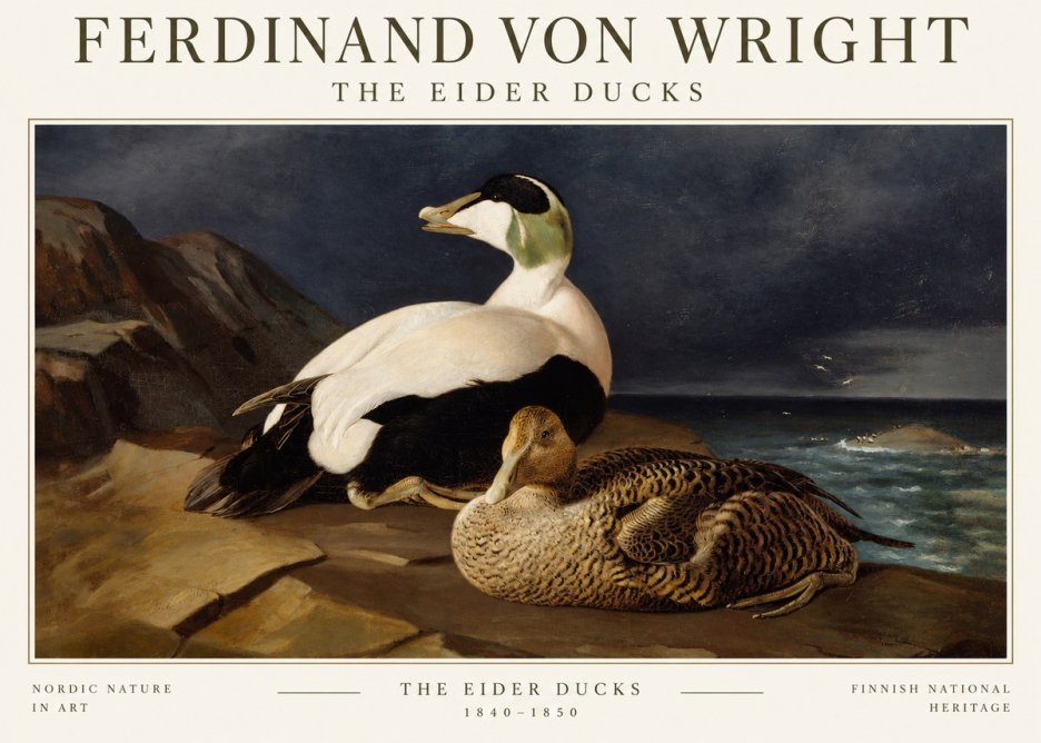 Ferdinand von Wright Eiders on a Rocky Shore No3 - Póster