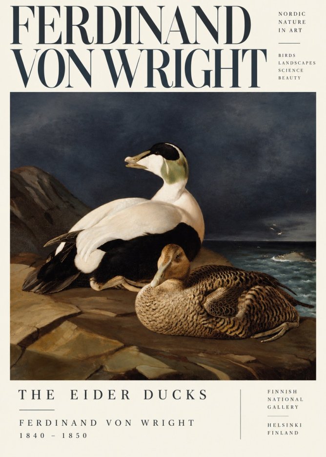 Ferdinand von Wright Eiders on a Rocky Shore No5 - Póster