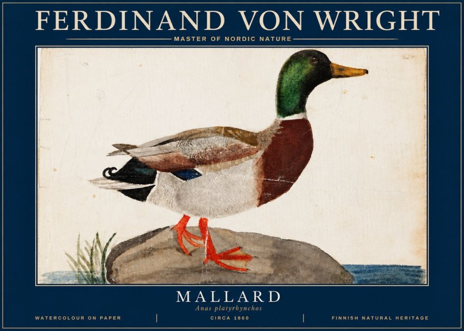Ferdinand von Wright Mallard (Anas Platyrhynchos) No4 - Póster