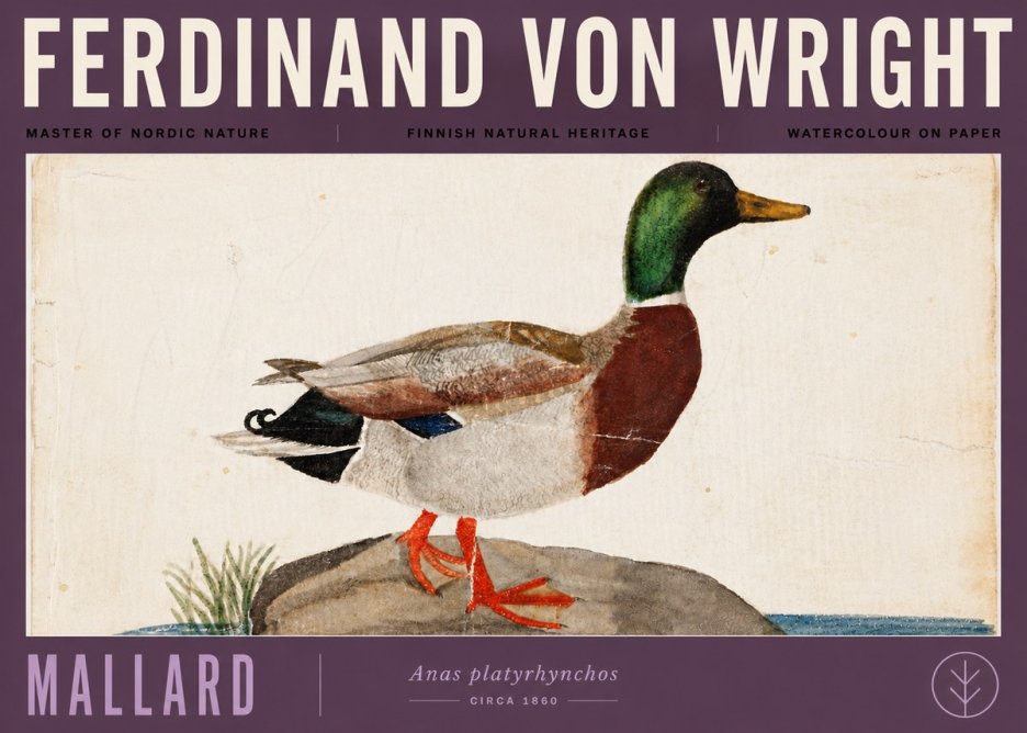 Ferdinand von Wright Mallard (Anas Platyrhynchos) No6 - Póster