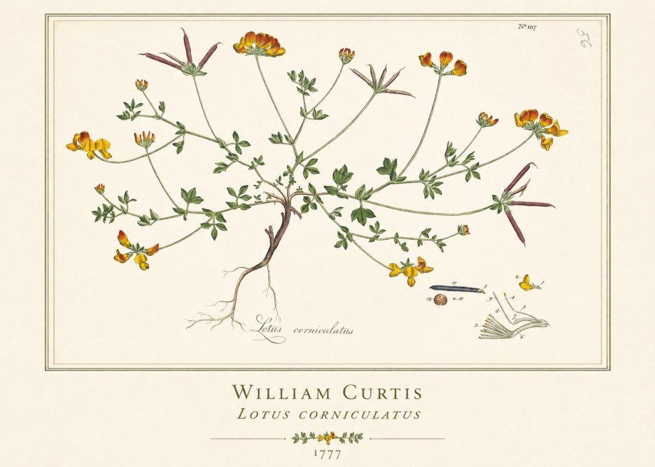William Curtis Lotus Corniculatus II No1 - Póster