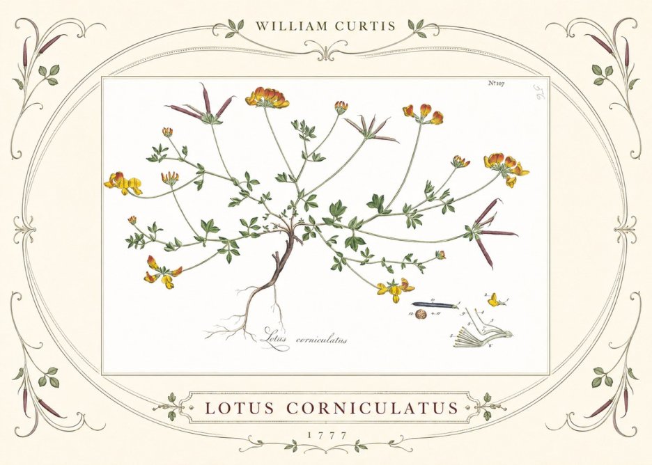 William Curtis Lotus Corniculatus II No3 - Póster