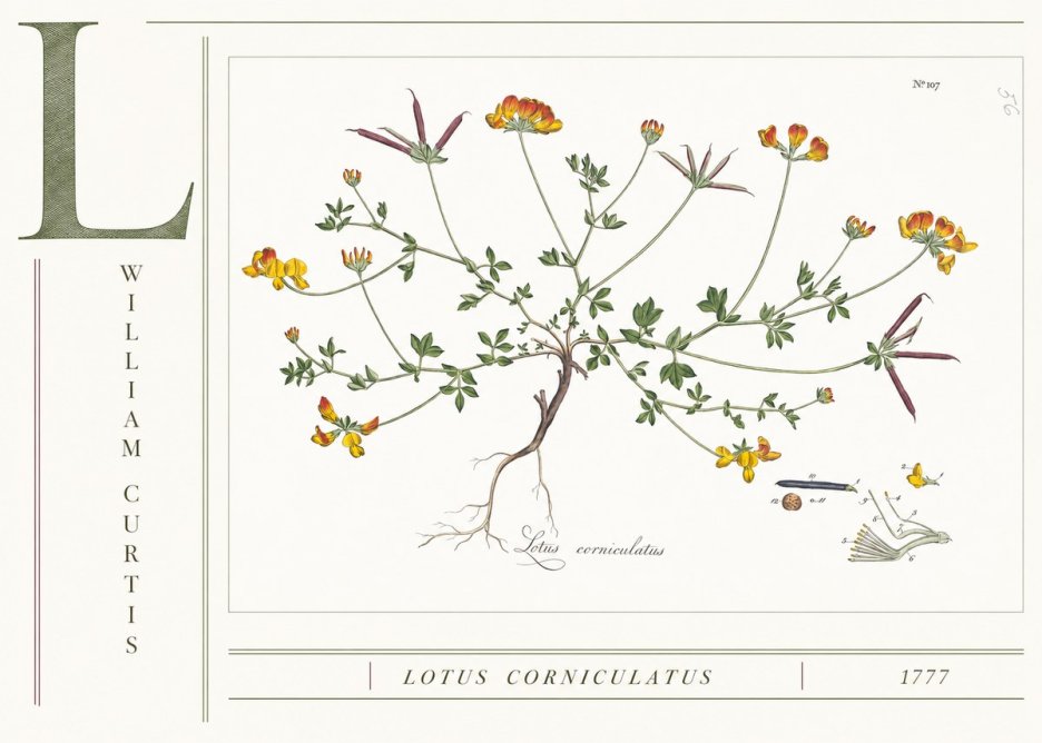 William Curtis Lotus Corniculatus II No4 - Póster