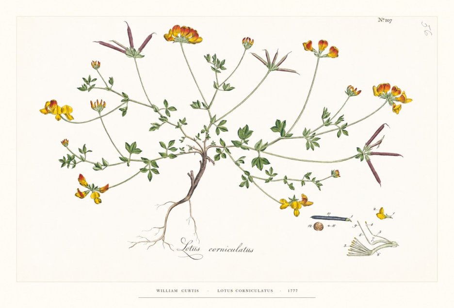 William Curtis Lotus Corniculatus II No6 - Póster