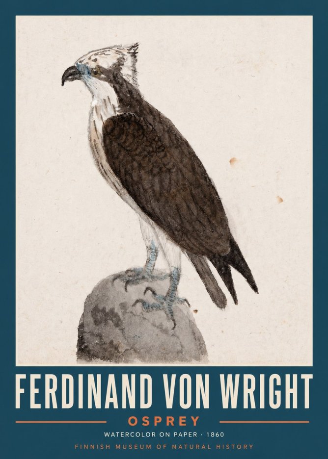 Ferdinand von Wright Osprey No2 - Póster
