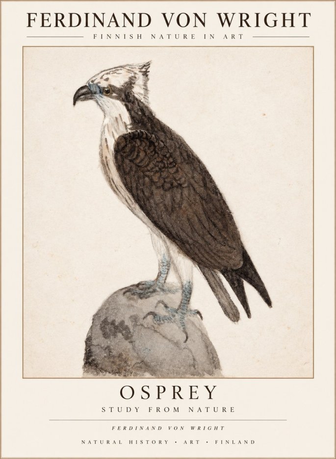 Ferdinand von Wright Osprey No3 - Póster