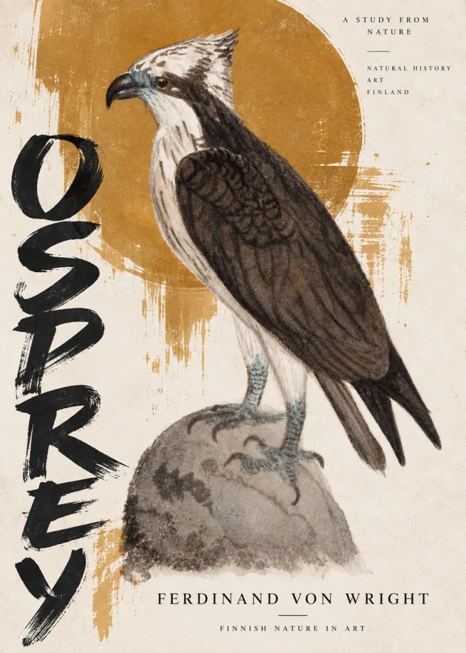 Ferdinand von Wright Osprey No5 - Póster