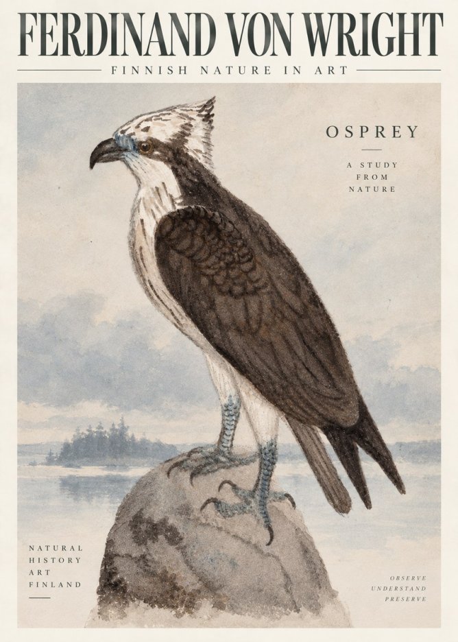 Ferdinand von Wright Osprey No6 - Póster