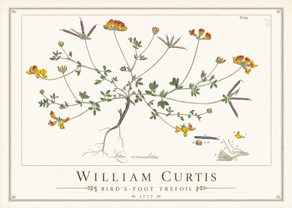 William Curtis Bird's-foot Trefoil No1 - Póster