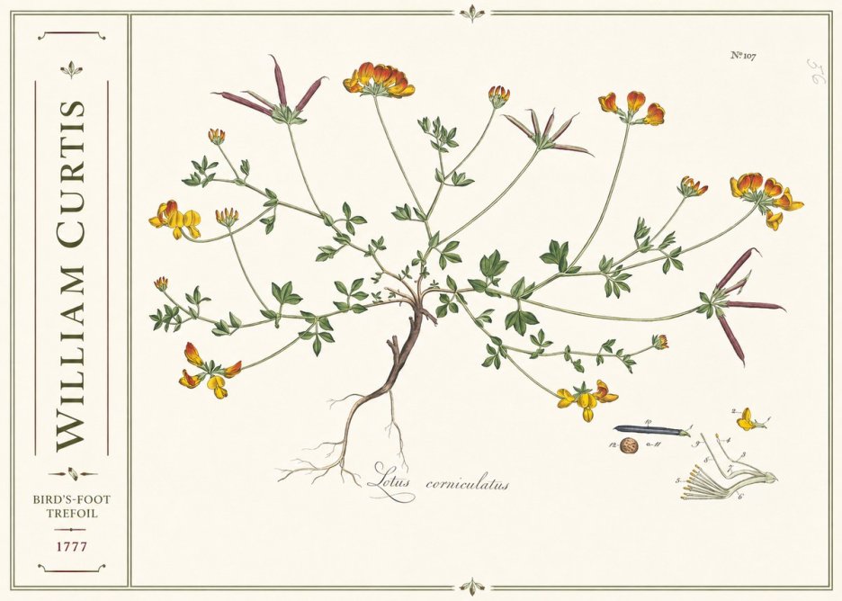 William Curtis Bird's-foot Trefoil No2 - Póster
