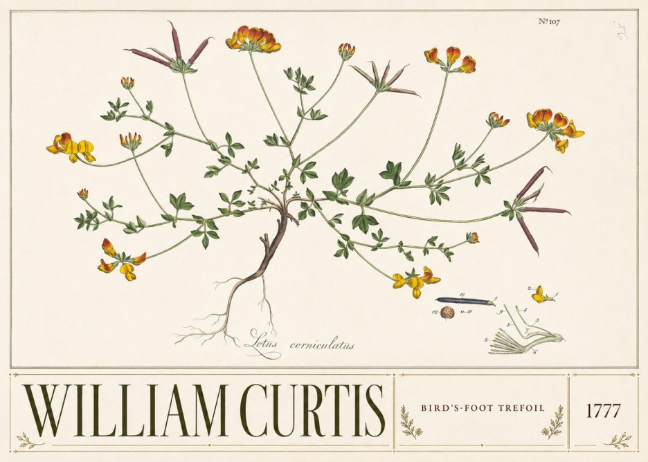 William Curtis Bird's-foot Trefoil No3 - Póster