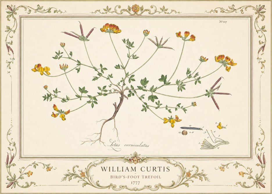 William Curtis Bird's-foot Trefoil No4 - Póster