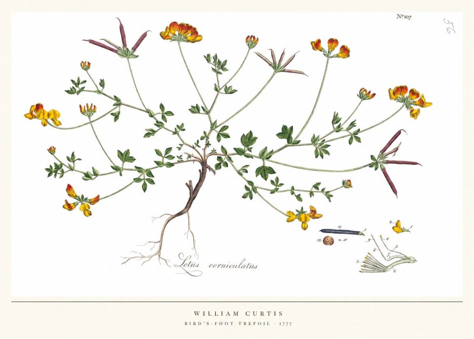 William Curtis Bird's-foot Trefoil No5 - Póster