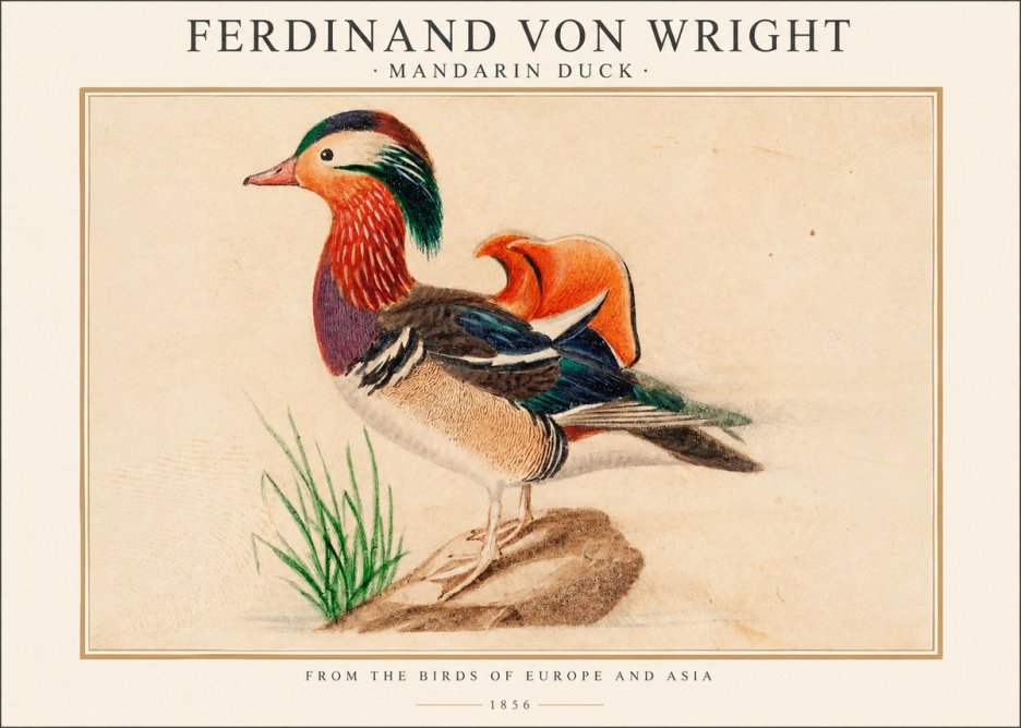 Ferdinand von Wright Mandarin Duck No1 - Póster