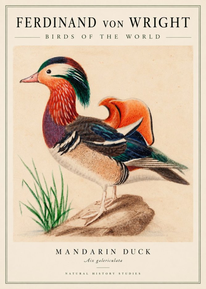 Ferdinand von Wright Mandarin Duck No3 - Póster