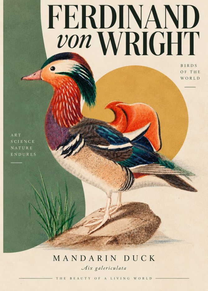 Ferdinand von Wright Mandarin Duck No5 - Póster