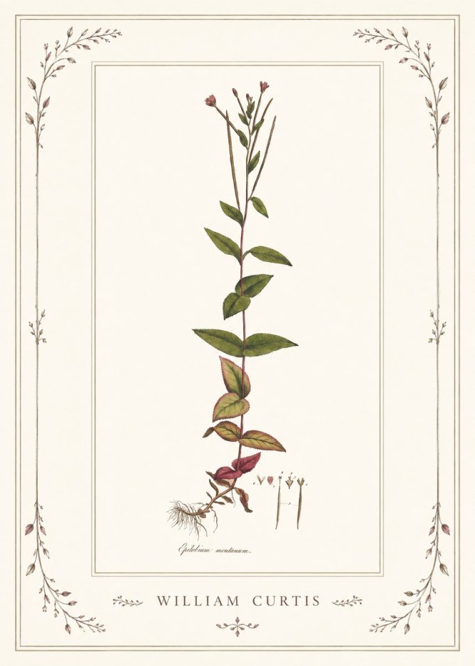 William Curtis Epilobium Montanum. No1 - Póster