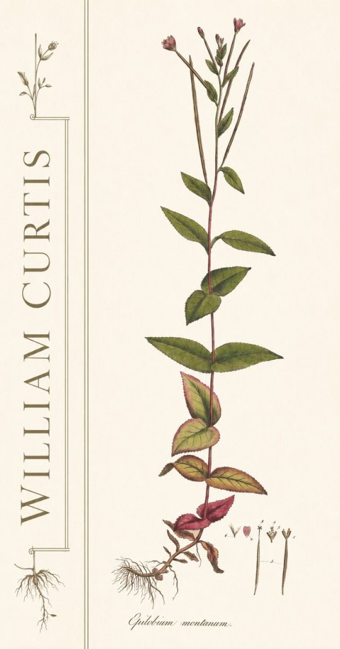 William Curtis Epilobium Montanum. No2 - Póster