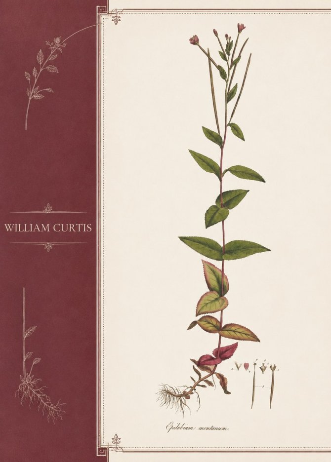 William Curtis Epilobium Montanum. No3 - Póster