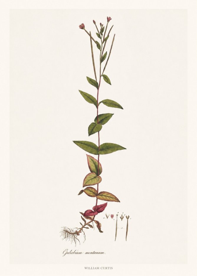 William Curtis Epilobium Montanum. No6 - Póster