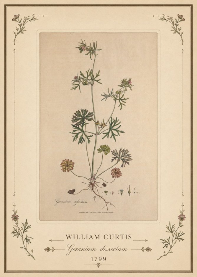 William Curtis Geranium Dissectum II No1 - Póster