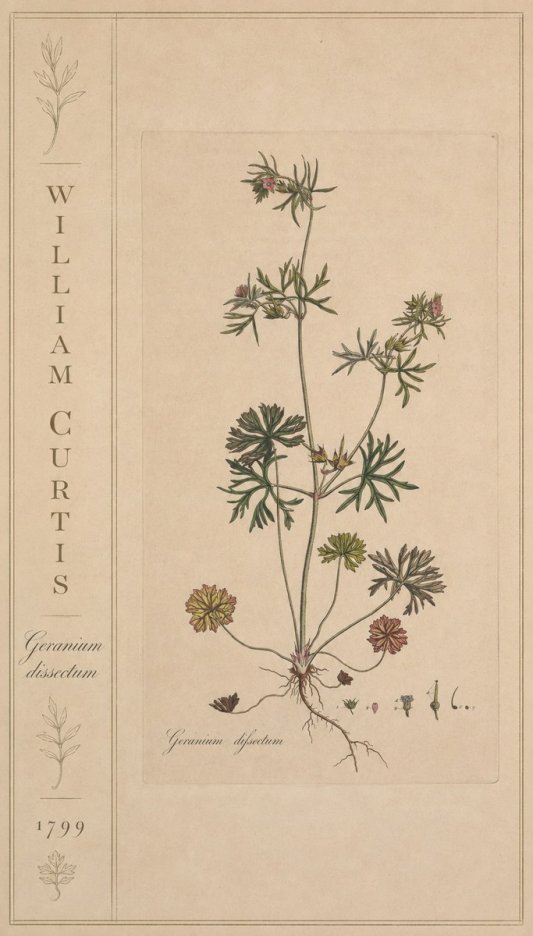 William Curtis Geranium Dissectum II No2 - Póster