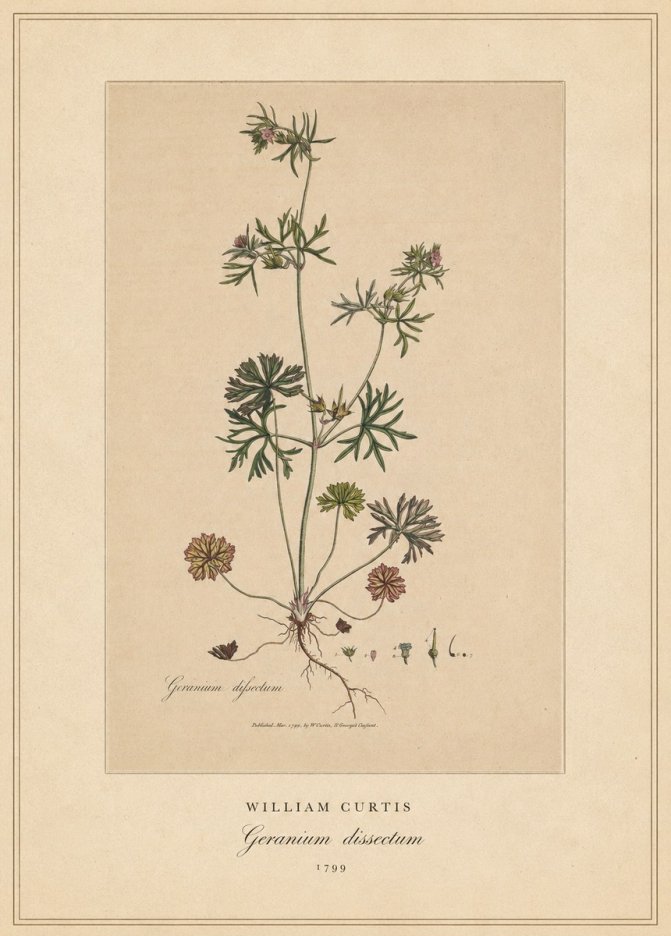 William Curtis Geranium Dissectum II No4 - Póster