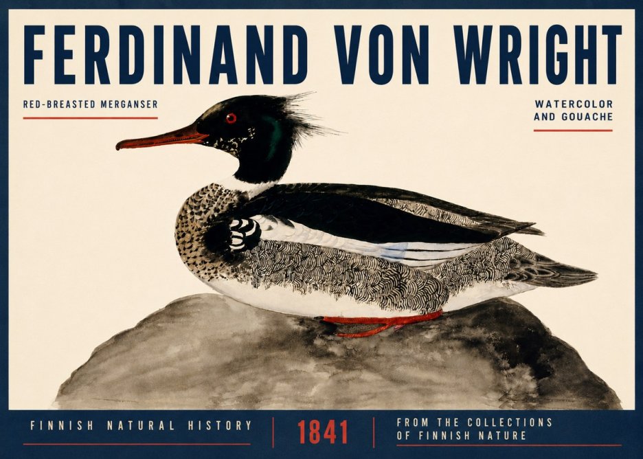 Ferdinand von Wright Red-breasted Merganser No4 - Póster