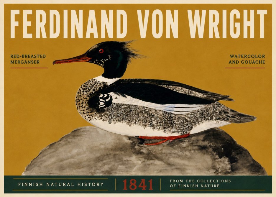 Ferdinand von Wright Red-breasted Merganser No5 - Póster