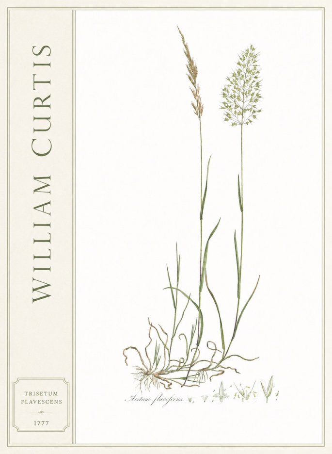 William Curtis Trisetum Flavescens III No2 - Póster