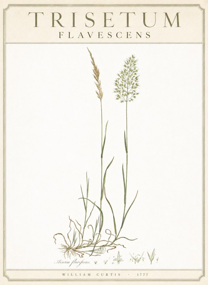 William Curtis Trisetum Flavescens III No3 - Póster