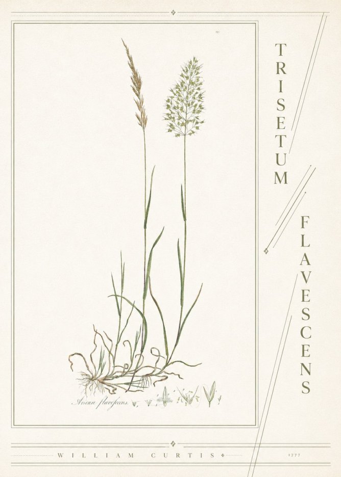 William Curtis Trisetum Flavescens III No4 - Póster