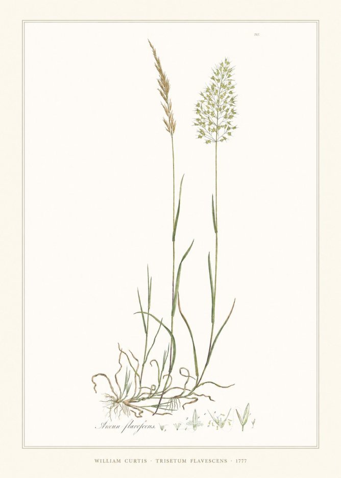 William Curtis Trisetum Flavescens III No6 - Póster