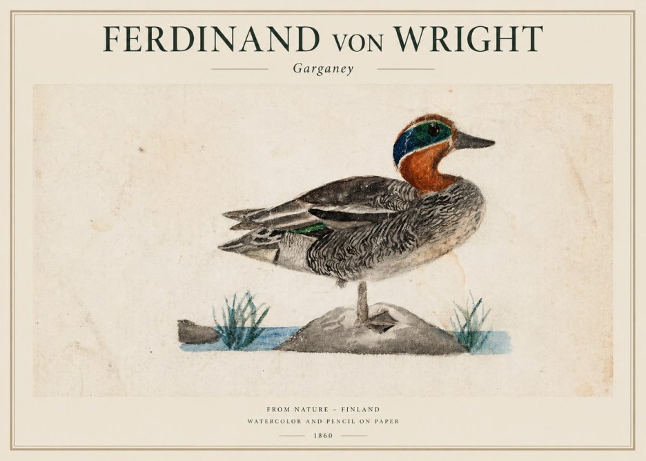 Ferdinand von Wright Garganey No1 - Póster