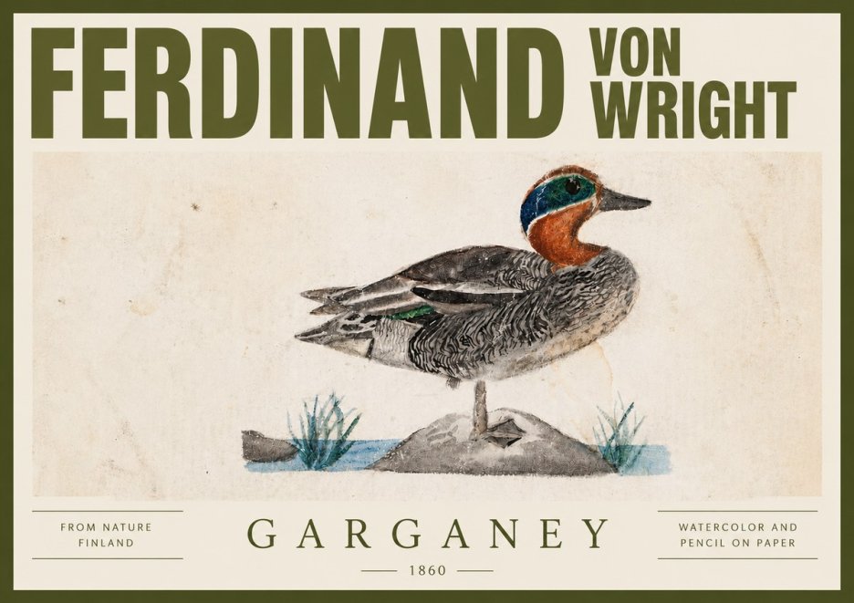 Ferdinand von Wright Garganey No4 - Póster
