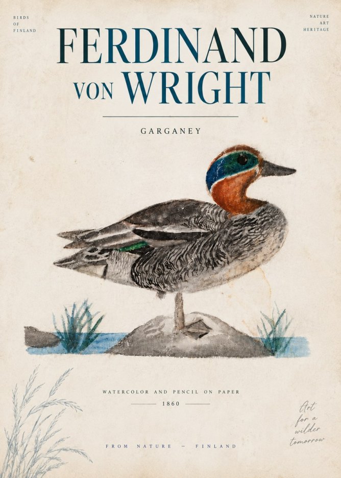 Ferdinand von Wright Garganey No6 - Póster