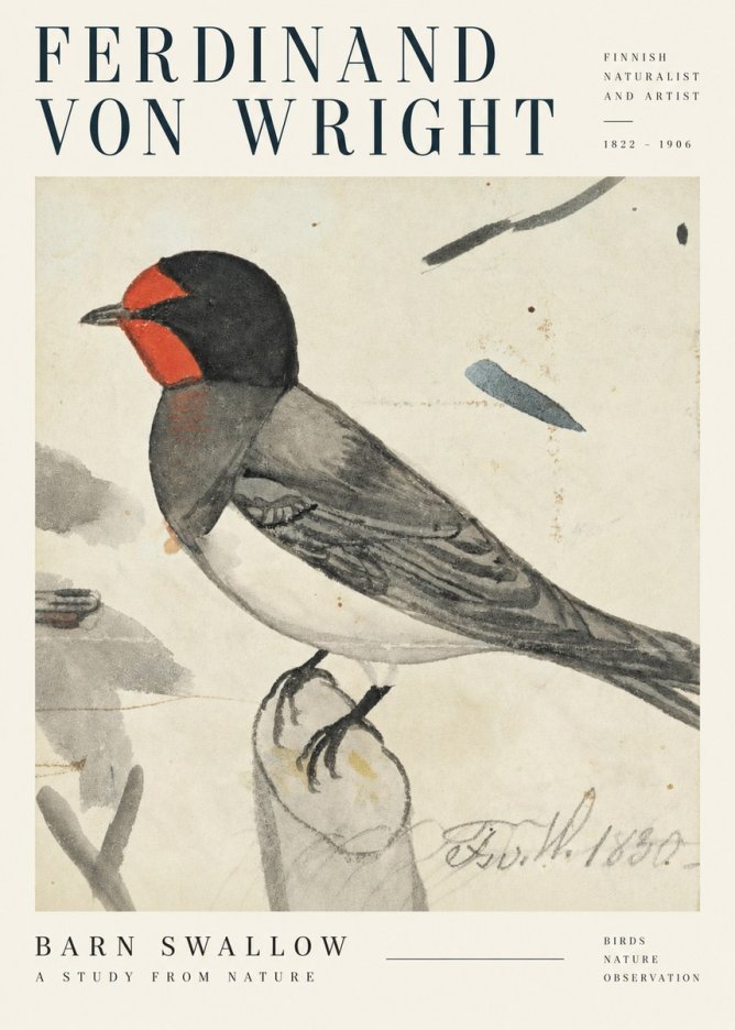 Ferdinand von Wright The Swallow No5 - Póster