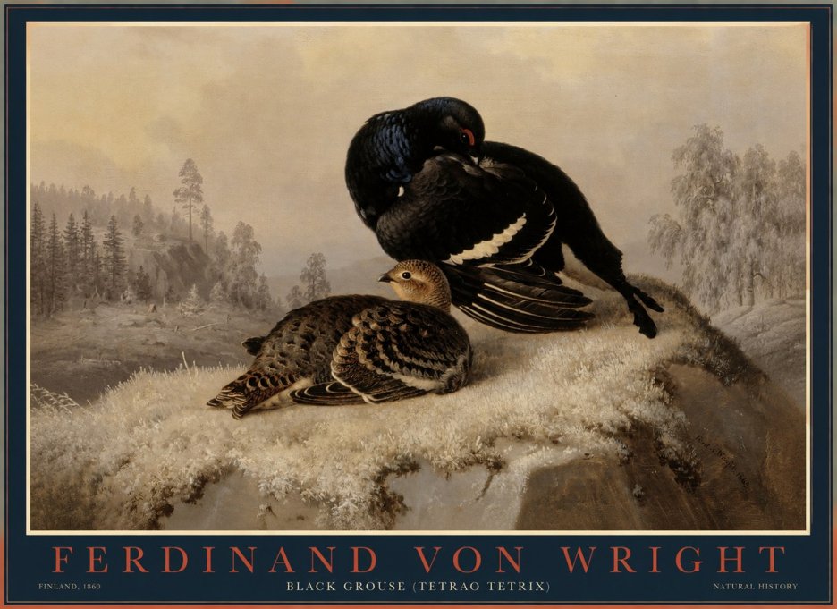 Ferdinand von Wright Black Grouse (Tetrao Tetrix) No1 - Póster