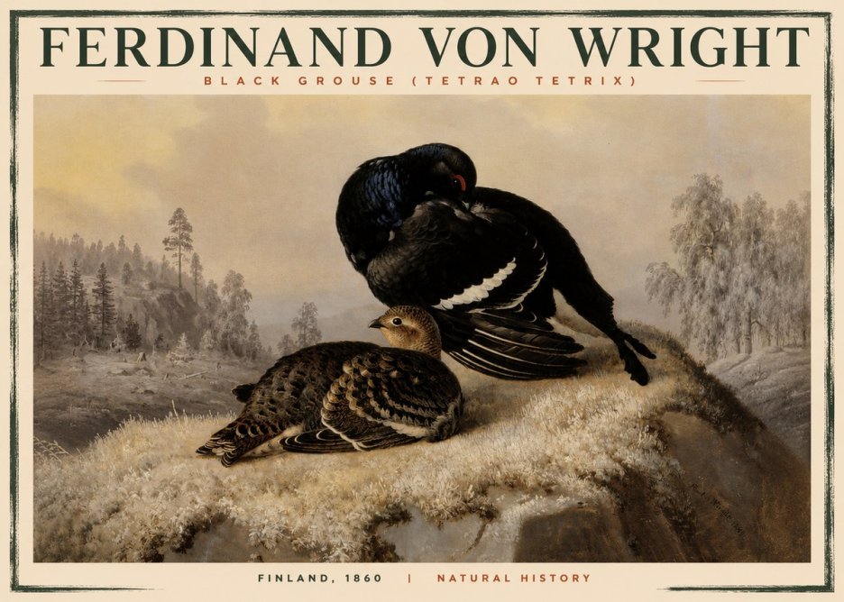 Ferdinand von Wright Black Grouse (Tetrao Tetrix) No2 - Póster
