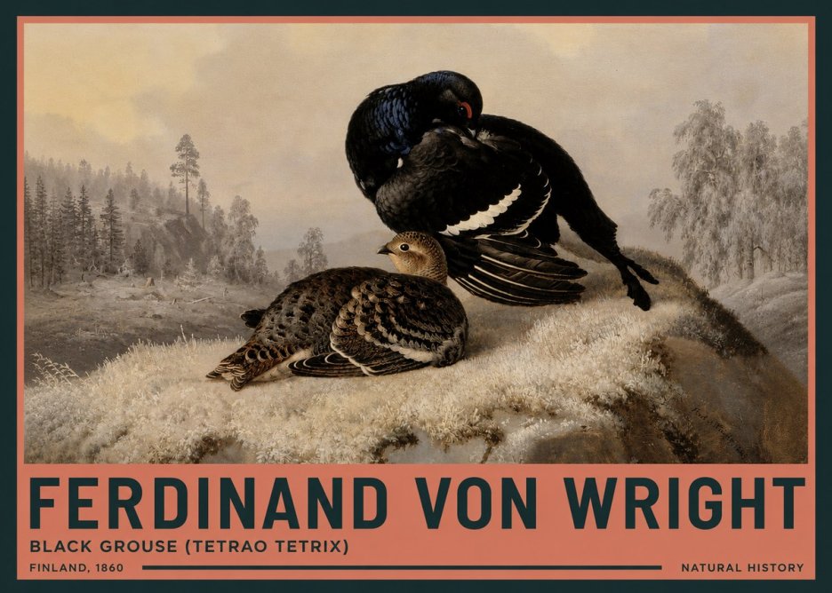 Ferdinand von Wright Black Grouse (Tetrao Tetrix) No3 - Póster
