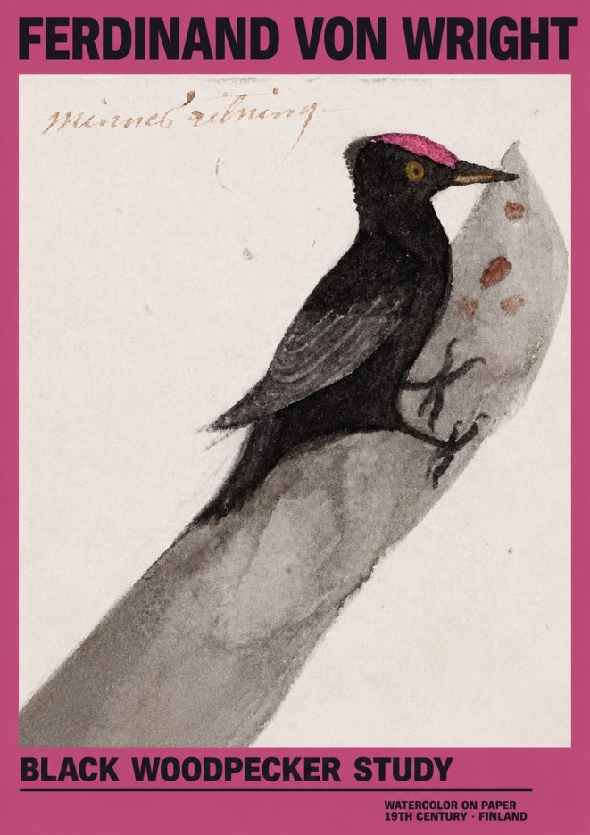 Ferdinand von Wright Black Woodpecker Study No2 - Póster