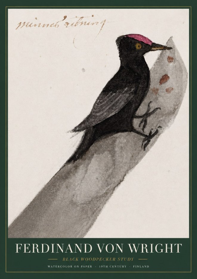 Ferdinand von Wright Black Woodpecker Study No3 - Póster