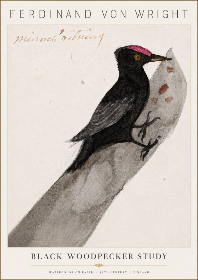 Ferdinand von Wright Black Woodpecker Study No6 - Póster
