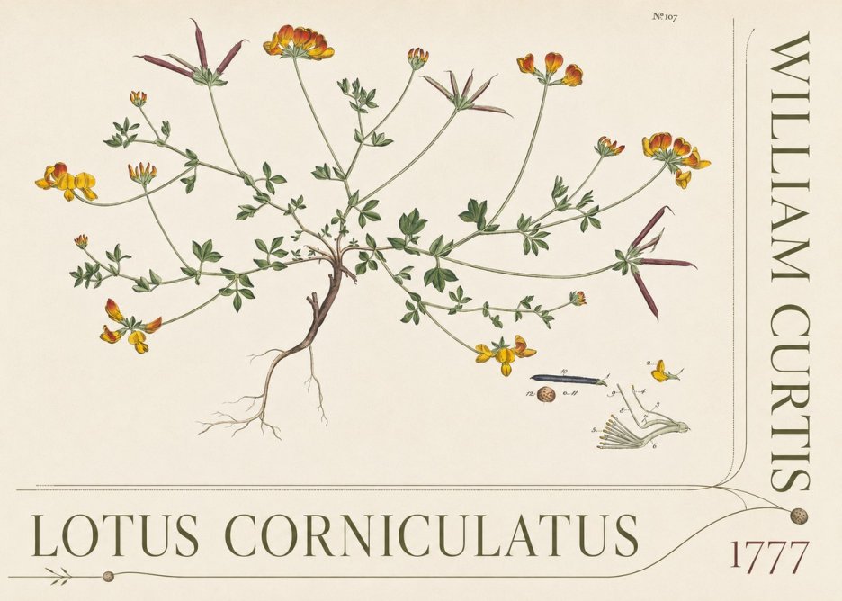 William Curtis Lotus Corniculatus III No5 - Póster