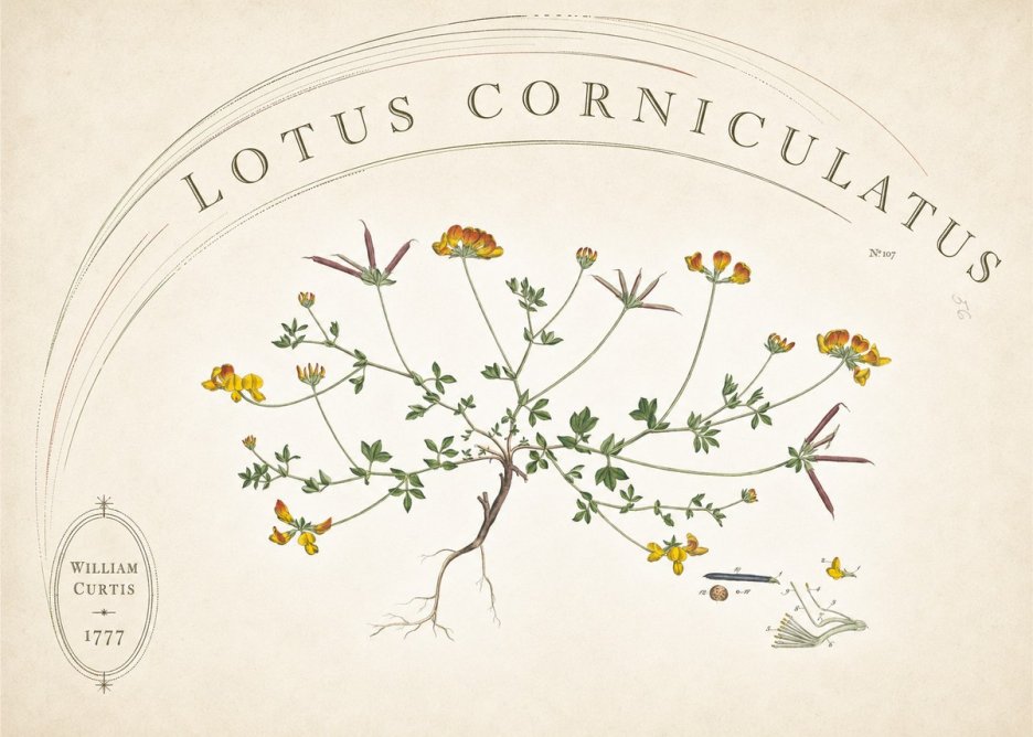 William Curtis Lotus Corniculatus III No6 - Póster